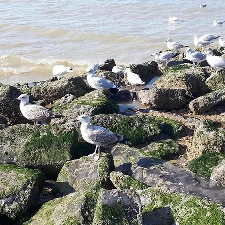 Lejlighed In Nieuwpoort By The Seafront